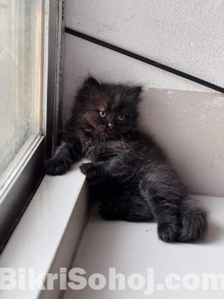 persian cat